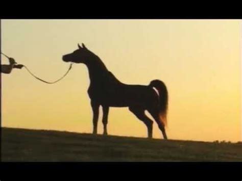 Beautiful horses beautiful babies horse coat colors horse world arabian horses trail riding dressage equestrian pony. Padrons Psyche - YouTube