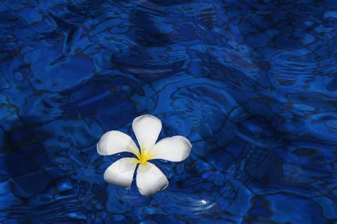 Free Photo Flower Water Spring Plant Free Image On