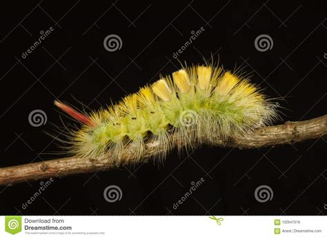The identification is easy, it is light yellow in color with black dorsal patches and white hair. Yellow Bushy Caterpillar Profile Stock Photo - Image of ...