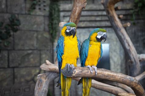Ara Ararauna Two Blue Yellow Macaw Parrots On Tree Branch Ara Macao