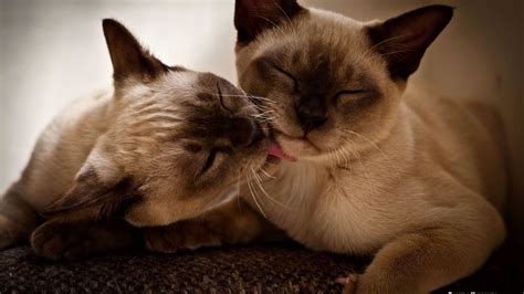 Maybe you would like to learn more about one of these? Siamese Cat Wallpapers for Desktop (66+ images)
