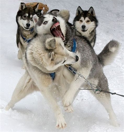 Settle Down Sled Dogs Dangerous Dogs Dog Breeds Dogs