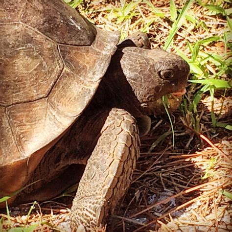 A Gopher Tortoise At The Honeymoon Island State Park Honeymoon Island