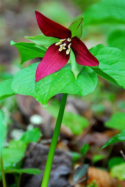 The funeral director will be able to arrange for the flowers to be delivered to the place of burial or cremation on the day of the funeral. Wake Robin Trillium by Alan Lenk in 2020 (With images ...