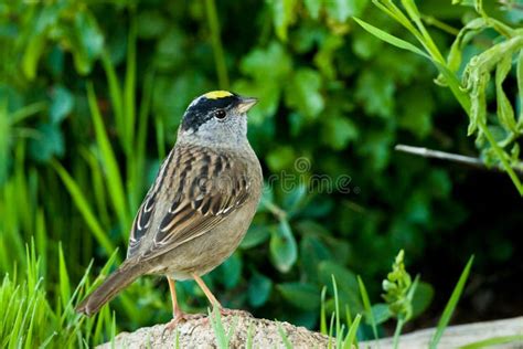 Golden Crowned Sparrow Stock Photo Image Of Bird Grass 14112822