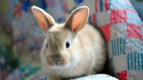 Cute Baby Animal Wallpapers | PixelsTalk.Net