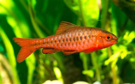 10 Types Of Barb Fish To Keep In Your Aquarium Aquariumnexus