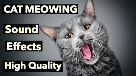 Cat Meow Sound Effect Free Cat Meme Stock Pictures And Photos