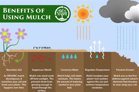 Why Mulch Is A Must Project Clean Water