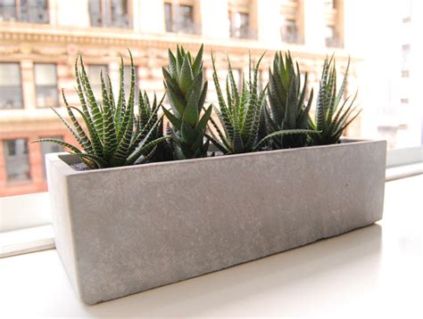 Lushmodern Cactus Garden Cement Planter Modern