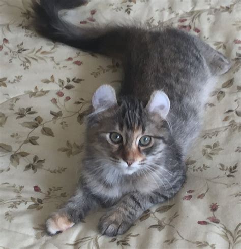 Good parents breed good munchkin cats. Munchkin Cat For Sale Philippines - petfinder