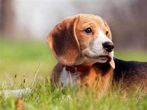 10 Most Popular Dog Breeds