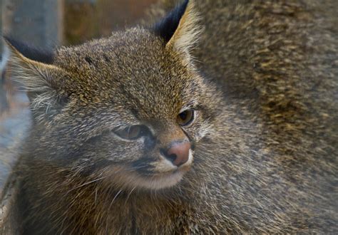 Colo colo is on facebook. Колоколо (лат. Leopardus colocolo)