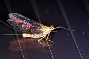Are these bugs also attracted to light? Living on Earth: Science Note/Aquatic Insects and Solar Panels