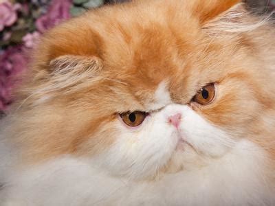 Maybe you would like to learn more about one of these? 'Orange Persian Cat, Portrait' Photographic Print - Lynn M ...