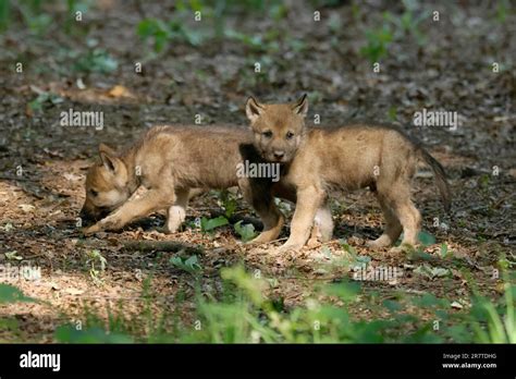 European Gray Wolf Canis Lupus Pups In A Forest Clearing Germany