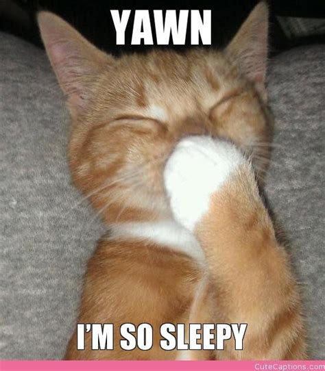 Yawn Im So Sleepy Cute Captions Funny Cat Memes Funny Animal
