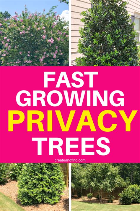 Fast Growing Trees To Plant So You Dont Have To Wait Years For Privacy