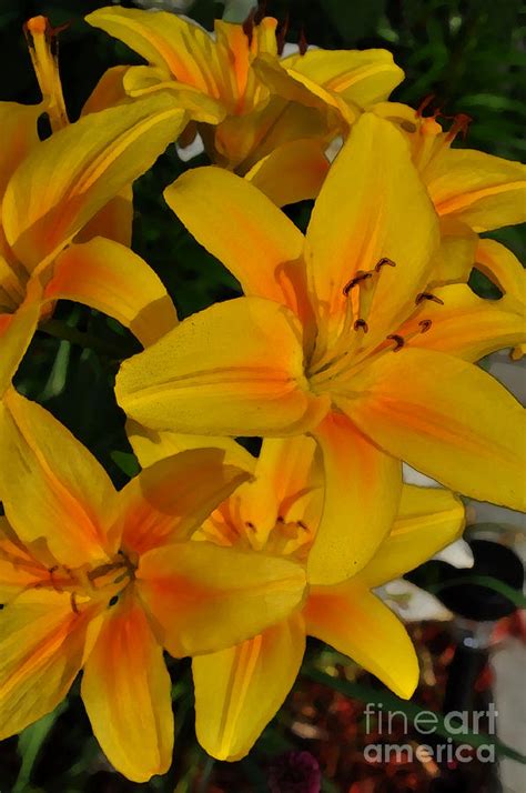 Yellow Lilies Photograph By Mary Machare Fine Art America