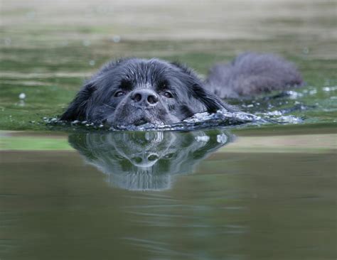 Newfoundland Dog Swimming Lunawsome