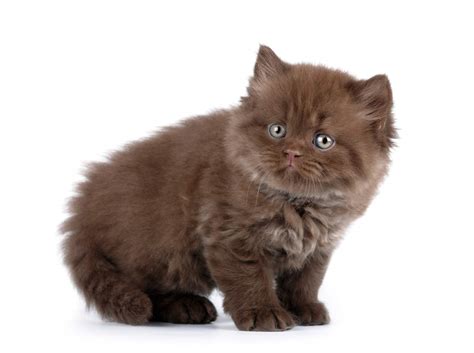 Get a ragdoll, bengal, siamese and more on kijiji, canada's #1 local classifieds. British Longhair | Cats | Breed Information | Omlet