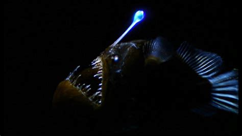 Anglerfish Full Hd Wallpaper And Background Image 1920x1080 Id447076