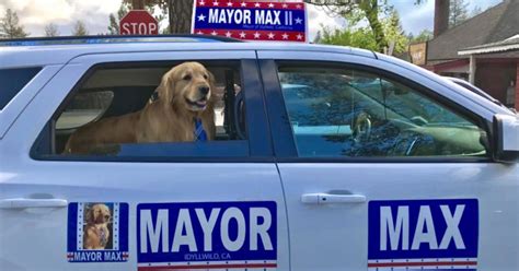 Town Couldnt Be Happier With Golden Retriever They Elected Mayor For