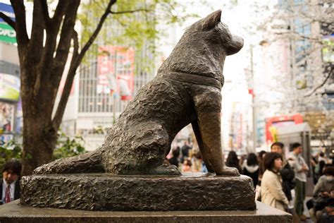 Hachiko Ein Hund Als Sinnbild Von Treue Und Loyalität In Japan
