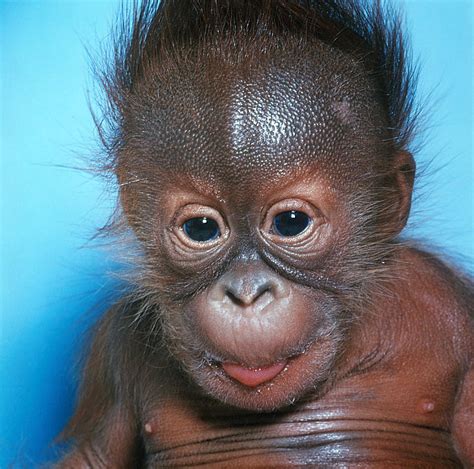 Orangutan Pongo Pygmaeus Baby Photograph By Toni Angermayer Fine Art