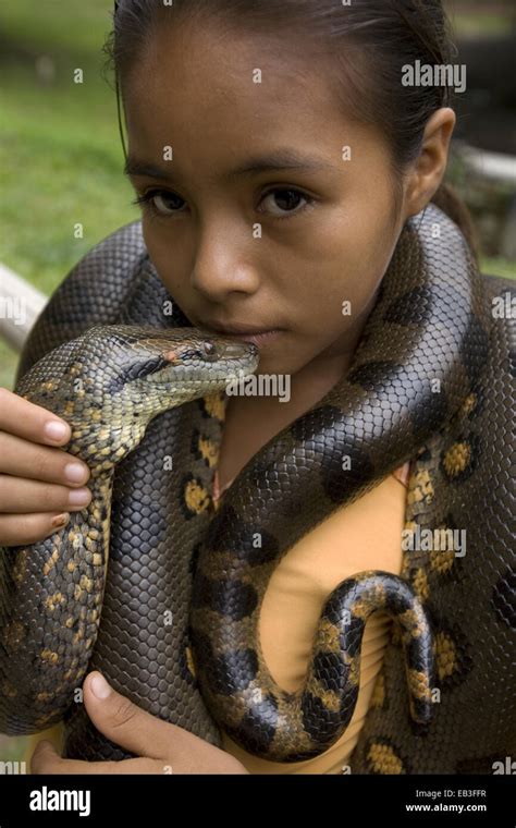 Anaconda Hi Res Stock Photography And Images Alamy