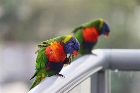 Colorful Birds Free Stock Cc0 Photo