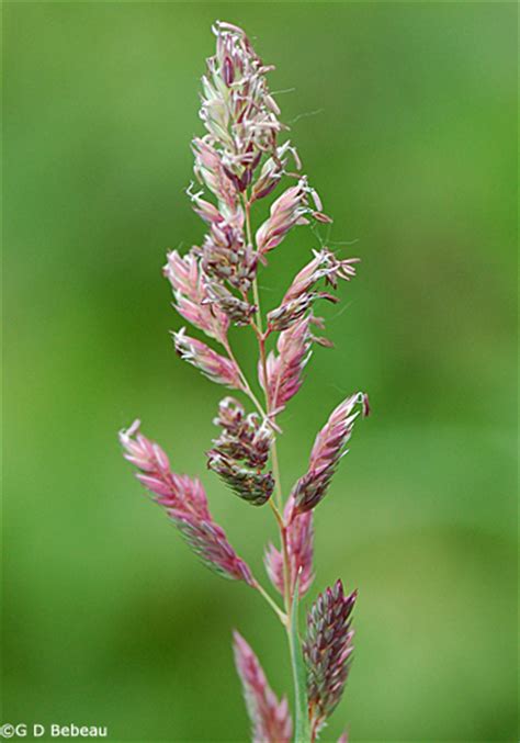 Reed Canary Grass Phalaris Arundinacea L