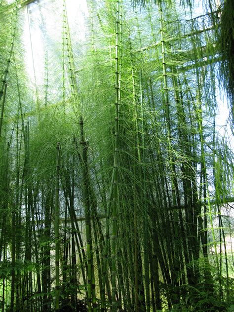 Some Enormous Bamboo Fern Hybrid Dan Flickr