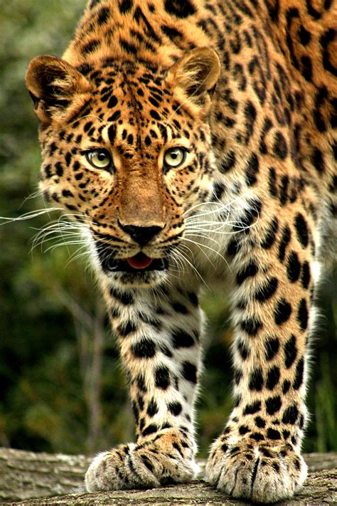 Amur Leopard Facts Wildcats Conservation Alliance