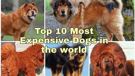 Top 10 Most Expensive Dogs In The World Youtube