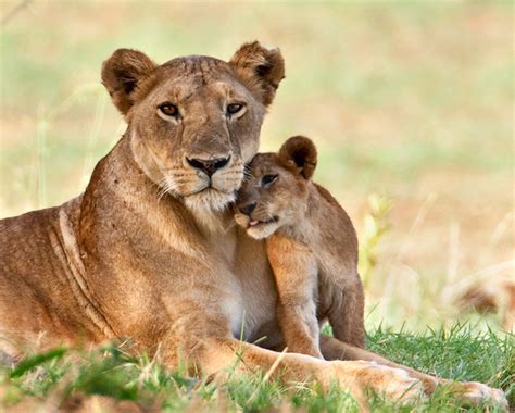 Lioness And Baby Flickr Photo Sharing