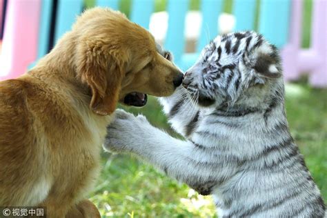 Golden Retriever Puppies Make Friends With A Baby White Tiger Fresh