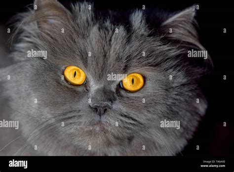 British Longhair Cat Stock Photo Alamy