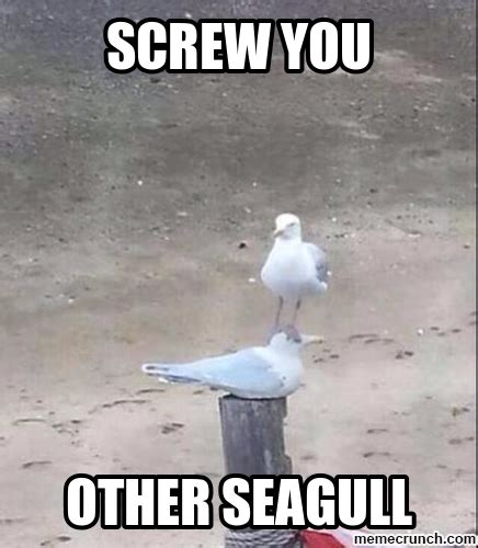 Seagull Memes