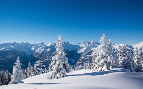 Image Winter Spruce Nature Mountains Snow Landscape 3840x2400