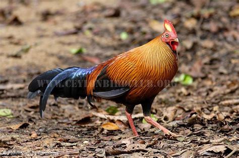 Ceylon Bird Club Birds Of Sri Lanka Sri Lankan Birds Endemic Birds