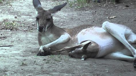 Kangaroo Joey In The Pouch At Saint Louis Zoo Youtube