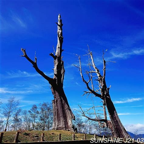 The site owner hides the web page description. j21_03,07012038-夫妻樹-阿里山-南投縣-信義鄉-南投-玉山國家公園-新中橫公路-紅檜-檜木-神木-枯… | Flickr