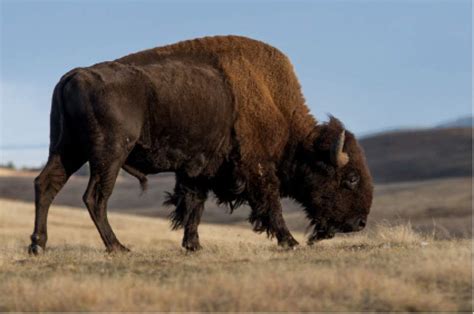 American Bison Designated National Mammal Of Us The Salt Lake Tribune