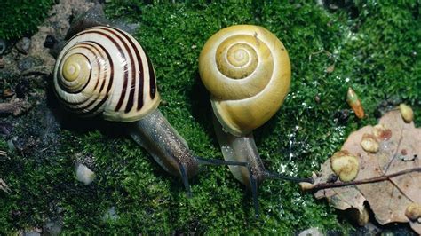 White Lipped Snail Cepea Hortensis Woodland Trust