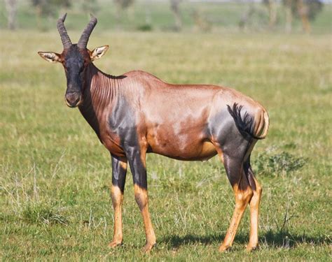 Topi African Antelope Adaptations And Habitat Britannica