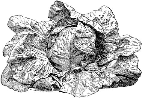 Eat your purchased lettuce, cutting the leaves at about 1 inch from the bottom. Lettuce | ClipArt ETC