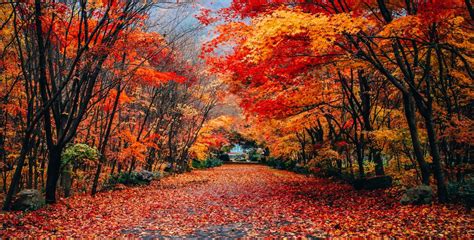 Why Do Leaves Change Color In The Fall Autumn Foliage Explained