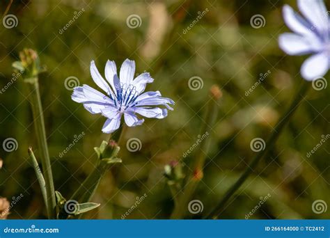 Wild Blue Flower In The Field Stock Photo Image Of Herb Growth