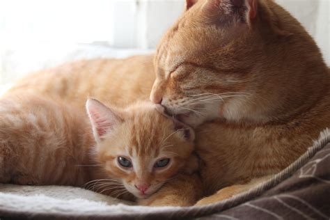 I'd not like if the sentence she is alien (as a bit of characters in game say), could be 300 years old already is the only logical point here. Our 3 year old cat might be even happier than us with our ...